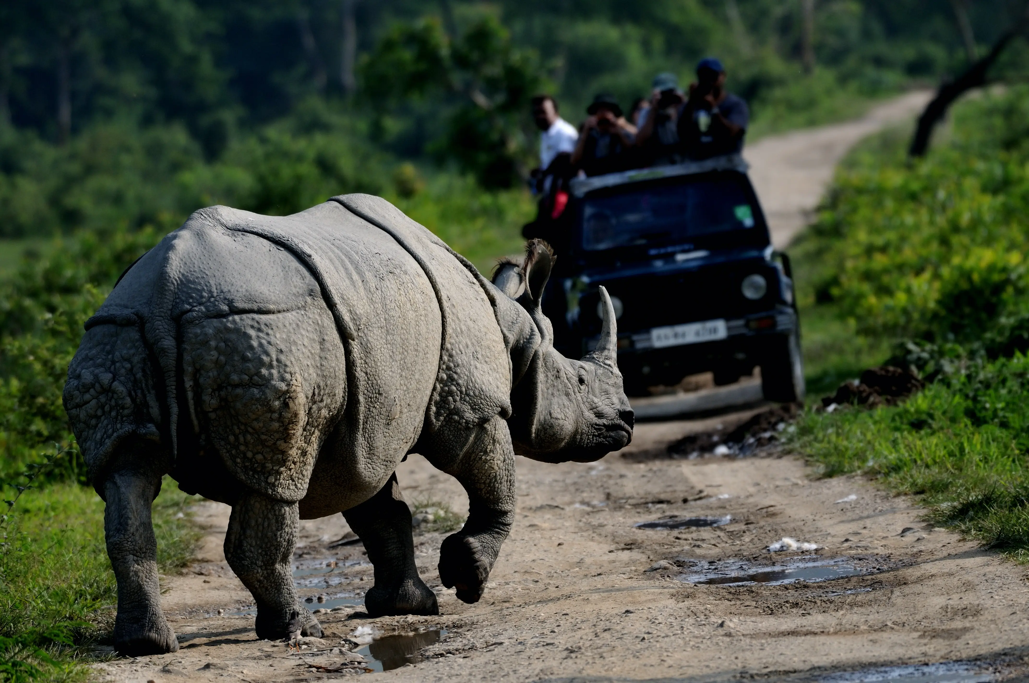 Wildlife with Numerous Sightseeings : KAZIRANGA NATIONAL PARK Tour by Smart Family Vacations